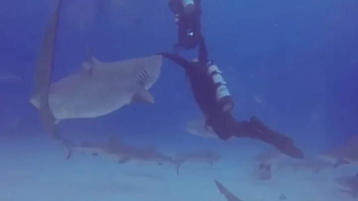 Diver Prevents Potential Tiger Shark Attack