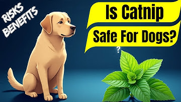 Is Catnip Safe For Dogs? Safety, Benefits & How Much Is Safe!