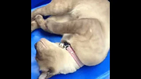 Watch the video about Siamese cat at Ban Nong Thom ,Thailand.