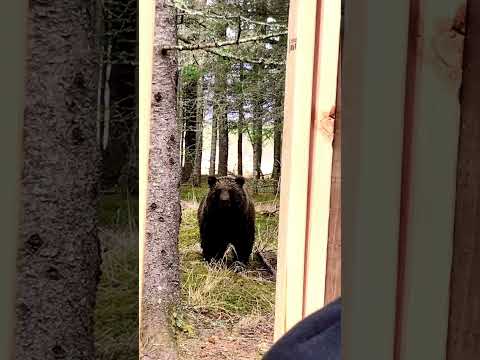 Coastal Brown Bear Bluff Charges