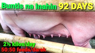 92 Days Buntis inahing BABOY ilangn kilo na dapat ipakain?