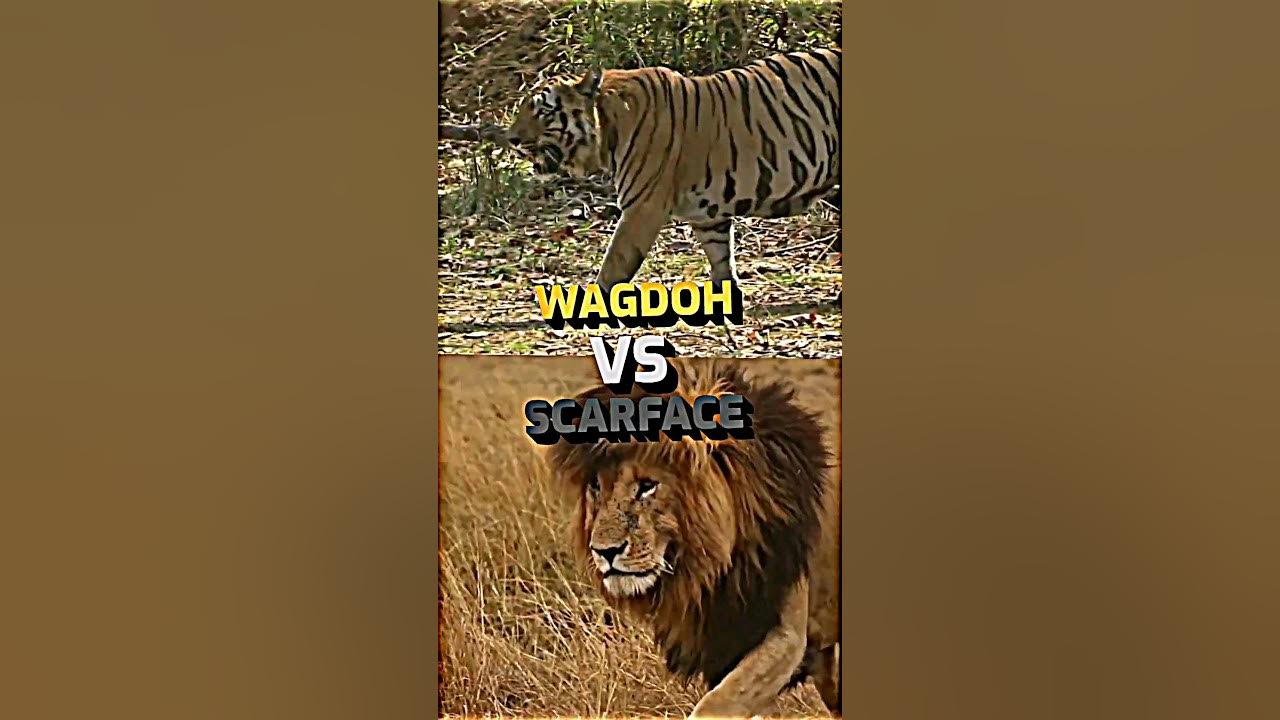 Scarface VS Wagdoh #tiger #lion #nationalgeographic #scarface #youtubeshorts #shorts #short #tren Scarface VS Wagdoh #tiger #lion #nationalgeographic #scarface #youtubeshorts #shorts #short #tren