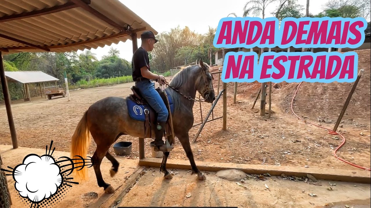 PRIMEIRA CAVALGADA COM O GARANHÃO DE PICADA