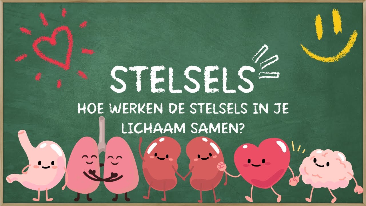 Hoe werken de stelsels in je lichaam samen? | Het menselijk lichaam