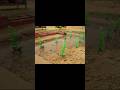 best irrigation #diy #gardening #mini#global