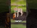 Can five puppies save the day with their superpowers?😲 #movierecap #movie #shorts