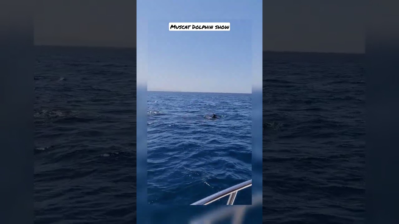 Muscat Dolphin 🐬 