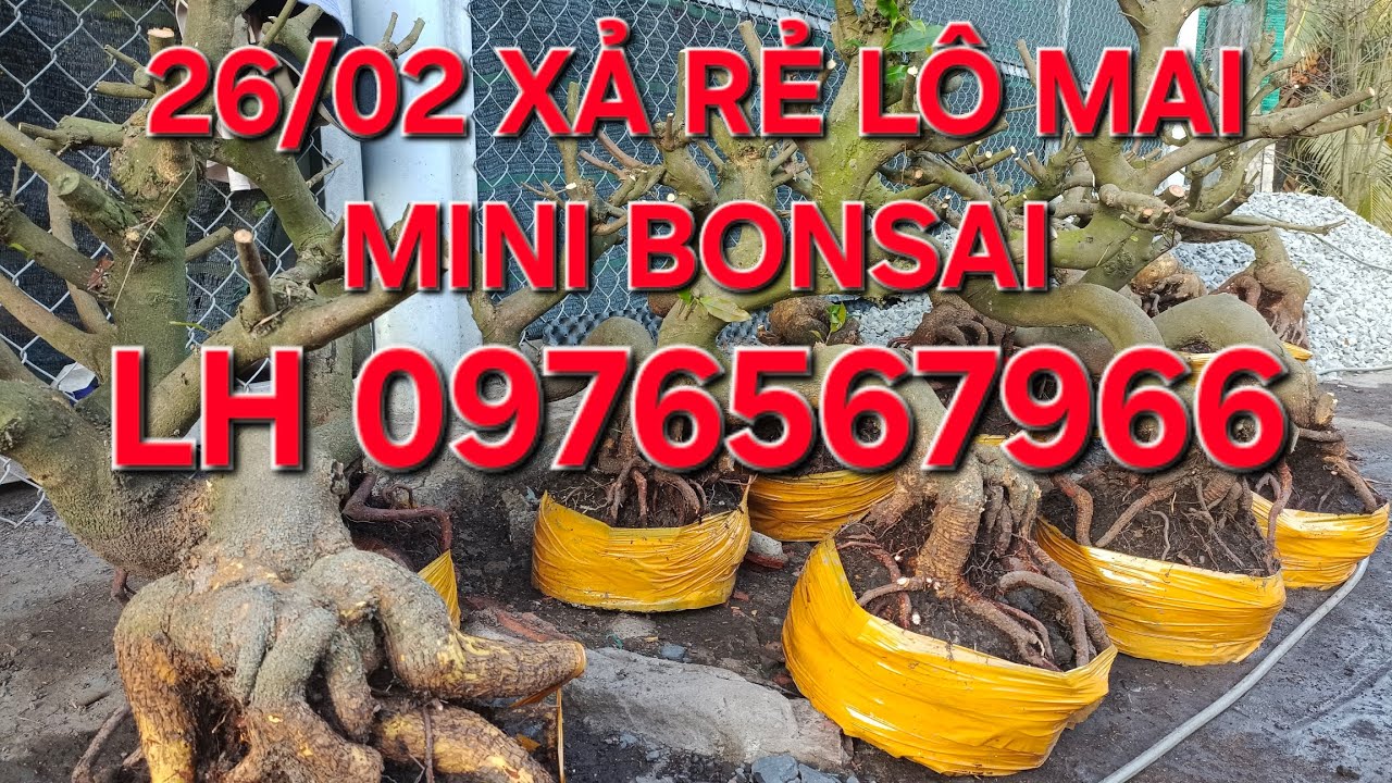 26/02 minh nhí ☎️ 0976567966 xả rẻ lô mai bonsai mini ❤️❤️❤️