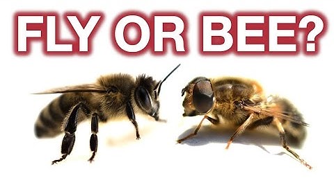 The Psychology of Mimicry