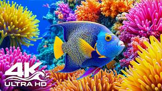 أفضل حوض أسماك بدقة 4K – أسماك مرجانية جميلة 🐠 حياة هادئة تحت الماء screenshot 3