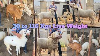 116 Kgs Live Weight Wala Vilayati Menda | Saste Qurbani Ke Janwar 2026 | MSA Goat Farm | Hyderabad