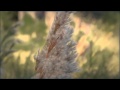 Music & VIDEO by wilfredo lopez HD