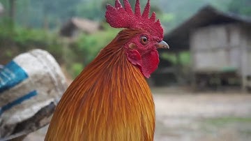 Qaib dib zoo nraug tiam 21