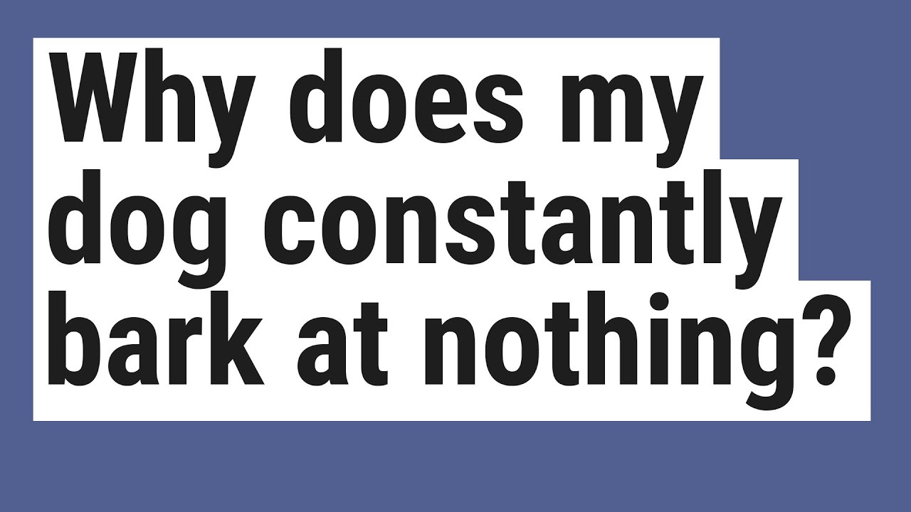 Why does my dog constantly bark at nothing? YouTube