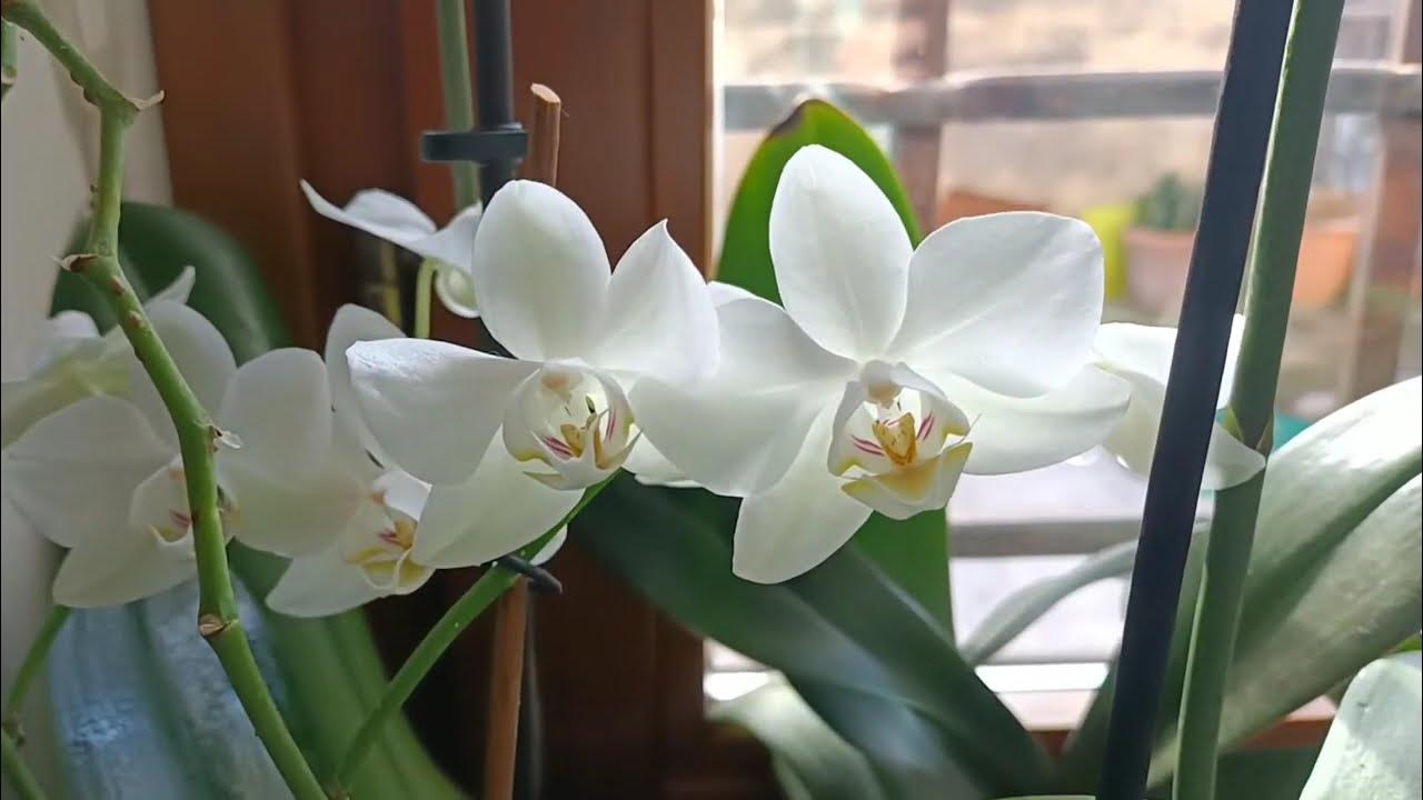 Reflower of my orchids YouTube