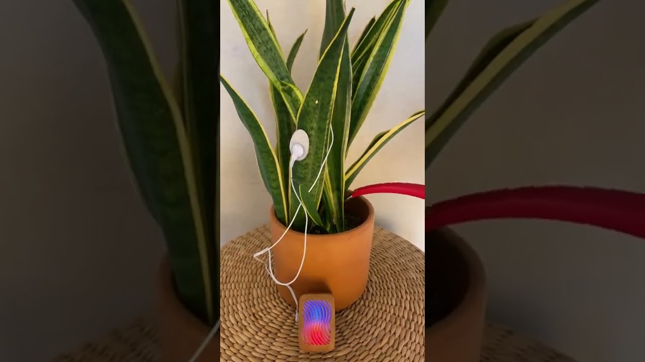 Watering A Musical Snake Plant