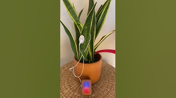 Thumbnail of Watering a musical snake plant