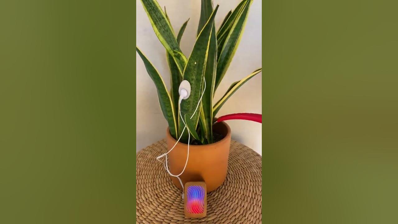 Watering a musical snake plant