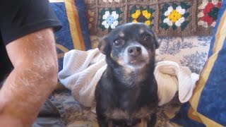 Doggy Dental Hygienist DIY Plaque Removal for our Chihuahua's Teeth