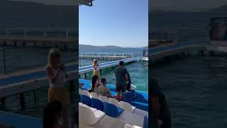 Dolphins Show Our First Star Çi̇ko