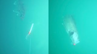 Two Lures Two Cameras Walleye Strikes You Have to See Lake Erie Underwater