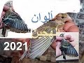 ألوان هجين الحسون حسب الأم🐦 - من فراخ هذه السنة 2021