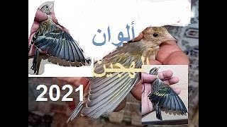 ألوان هجين الحسون حسب الأم - من فراخ هذه السنة 2021 | إناث الكناري التي تنتج أجمل ألوان الهجين