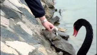 Baby Black Swan - taken by Sampson Chan