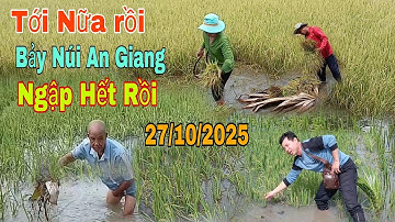 Chấn Động bảy núi An Giang hàng ngàn công lúa ngập lục sau cơn mưa tối ngày 26/10/2025