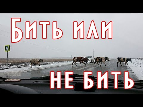 Что делать если животное на дороге или птица