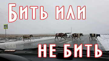 Что делать если животное на дороге или птица
