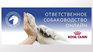 видео: Особенности судейства десяти групп пород FCI Группа III (ч.4) | «Ответственное собаководство онлайн» картинка: Особенности судейства десяти групп пород FCI Группа III (ч.4) | «Ответственное собаководство онлайн»