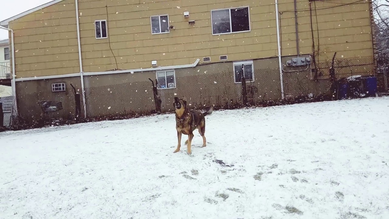 camera iphone 8 plus apk Tahoe chasing snowflakes