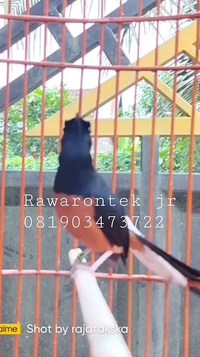 rawa rontek jr #1