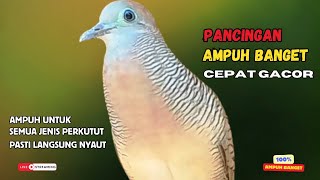 Perkutut Lokal Gacor Pancingan Paling Ampuh Ahlinya Bikin Semua Perkutut Bakal Nyaut Bunyi | Z34