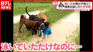 【まさか】5匹の犬が男の子を救出？  頑張る姿に思わず笑顔  タイ