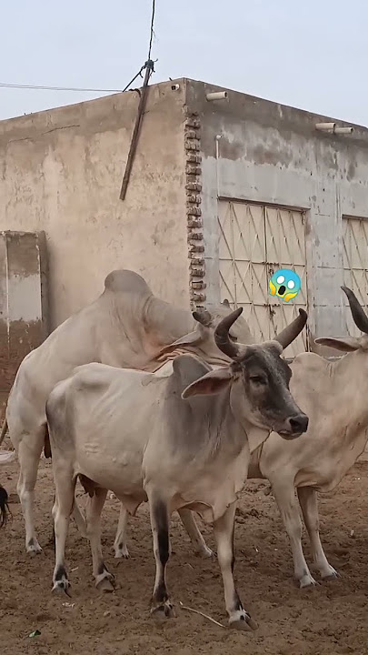 Cow 🐮 on Cow –A Rural Rodeo moment