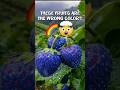 Top 5 Common Fruits With Colors You Didn T Expect To Exist Top 5 Common Fruits With Colors You Didn T Expect To Exist