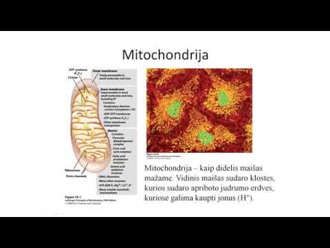 Paskaita. Oksidacinis fosforilinimas I