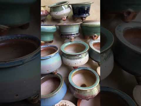 Succulents pot plants 