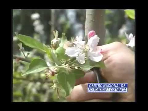 camera iphone 8 plus apk Curso de Fruticultura