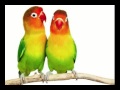 MASTERAN LOVEBIRD ISIAN