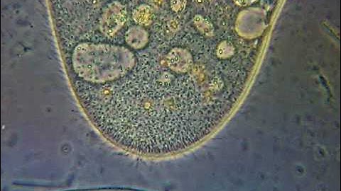 Paramecium - phase contrast microscope