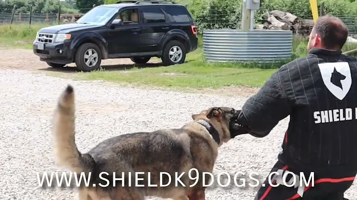 Protection Dog Training Day