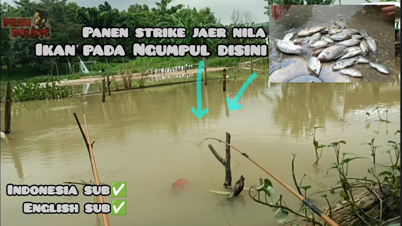 Tangan Sampai Pegal! Tarikan Ikan Nila Tiada Henti!