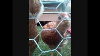 Famous Time Lapse - 8 week old chickens Wealth