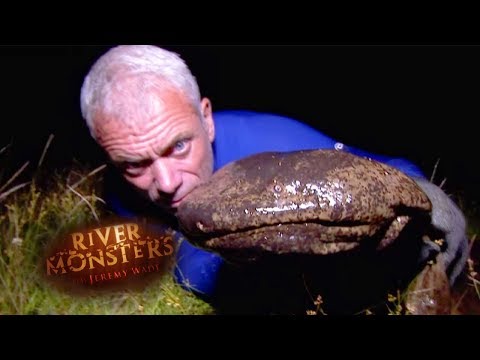 The Hybrid Salamander That Eats Its Prey Alive | SALAMANDER | River Monsters