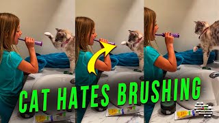 Girl Was Trying to Brush Her Teeth but Her Cat Said No