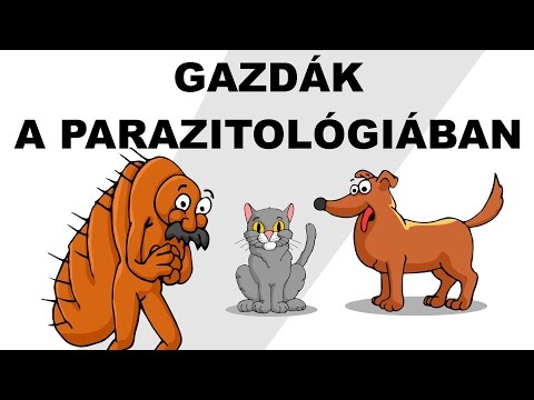 Videó: Magyarázat A Rezervoár Kutyák Tilalmáról