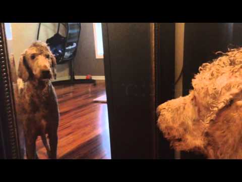 disappointed-dog-(looking-in-mirror)